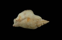 藏品(豐滿鳳凰螺)的圖片